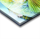 parrot fish Acrylic print