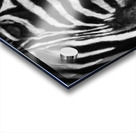 Zebras Acrylic print