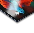 Red Fight Acrylic print