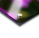 Rose Flowers Color Acrylic print