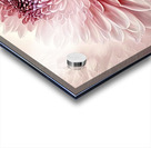 the petals of a pink flower Acrylic print