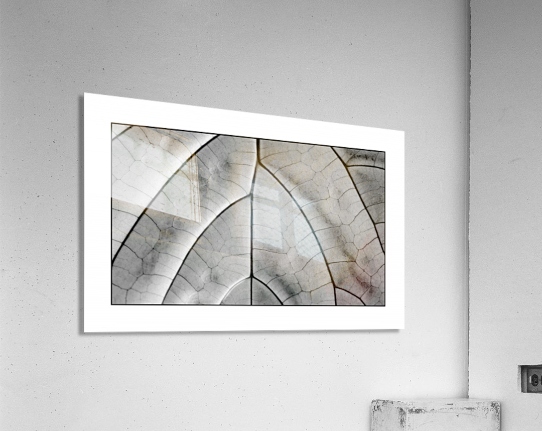 Skeleton Leaf  Acrylic Print