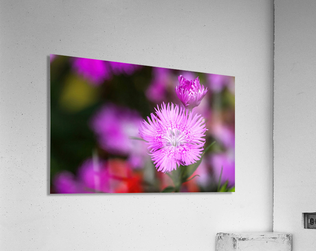 Rose Flowers Color Acrylic Print