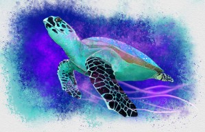 Splashed Water Turtle