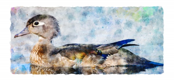 Duck in Lake Print