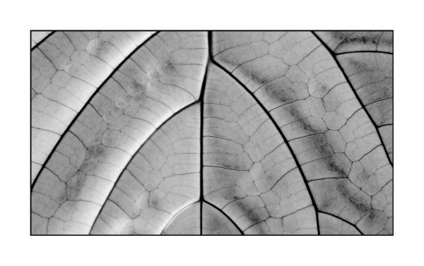 Skeleton Leaf  Print