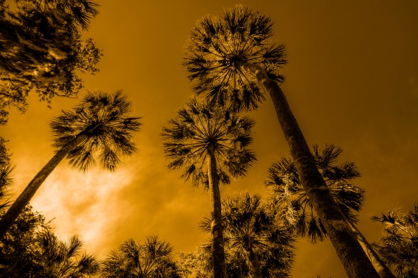 Palms to heaven Print