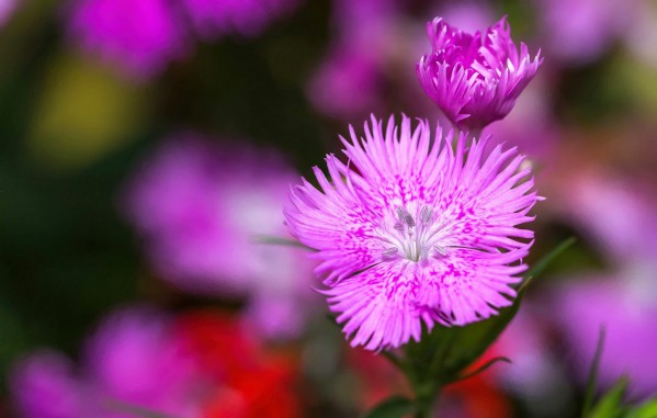 Rose Flowers Color Print