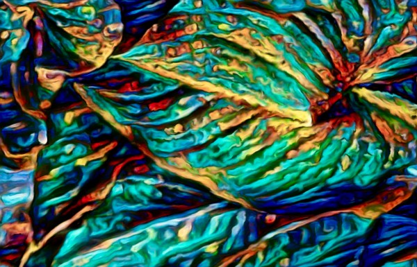 Colorful Leaves Print