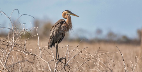 Winter is Here Print