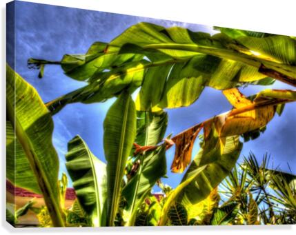 PLATANAL Canvas Print