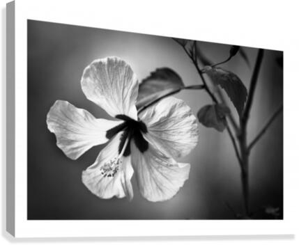 White Sin Canvas Print