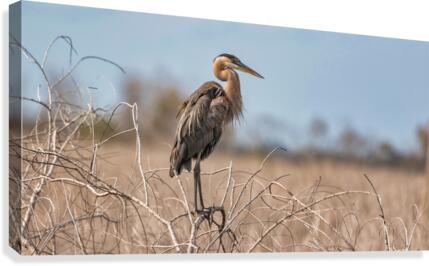 Winter is Here Canvas Print