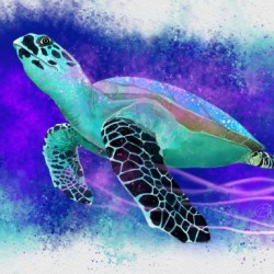Splashed Water Turtle