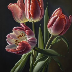tulips flowers VI