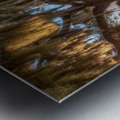 FLORIDA LAKE Metal print