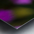 Rose Flowers Color Metal print