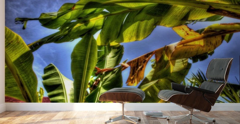 PLATANAL Wall Murals