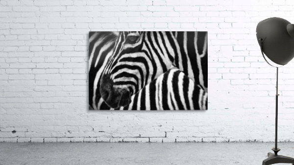 Zebras Wall Preview