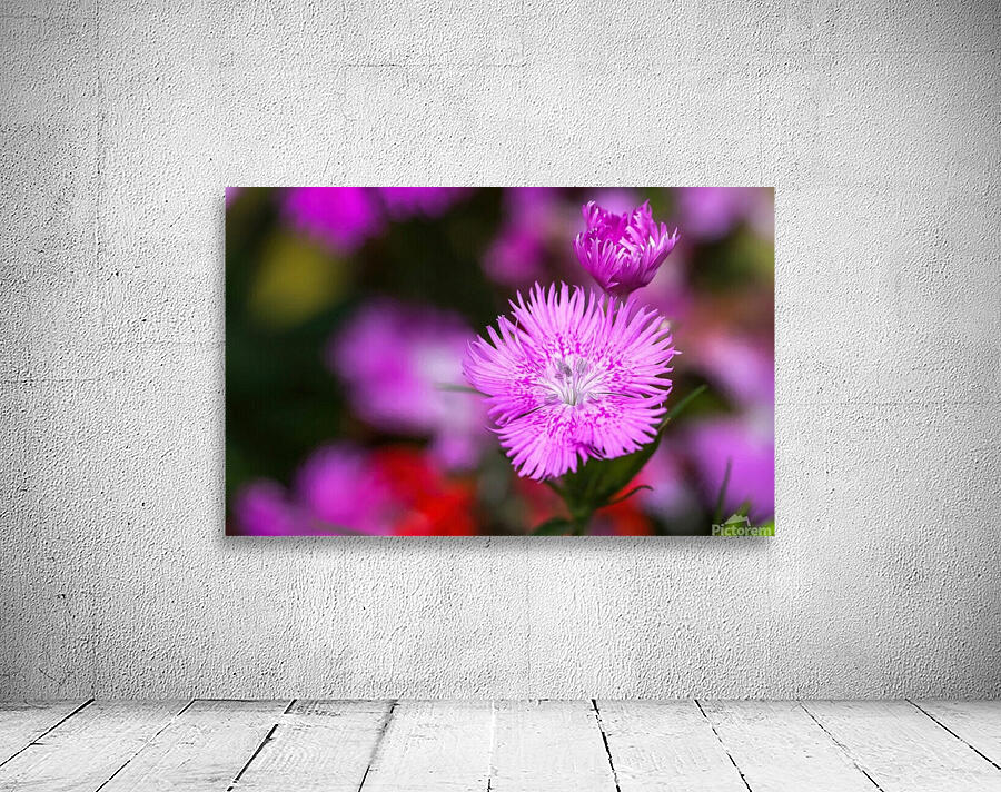 Rose Flowers Color Wall Preview