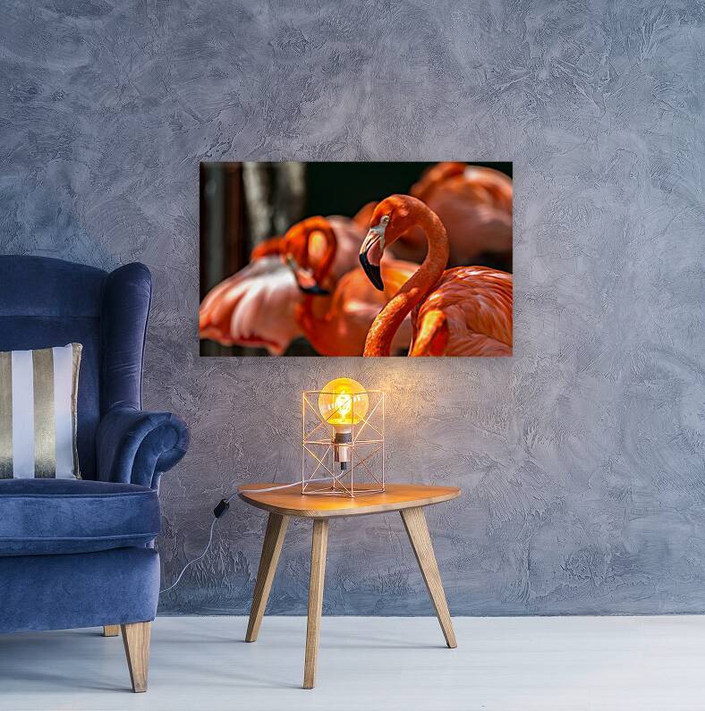 flamingo family Reproduction