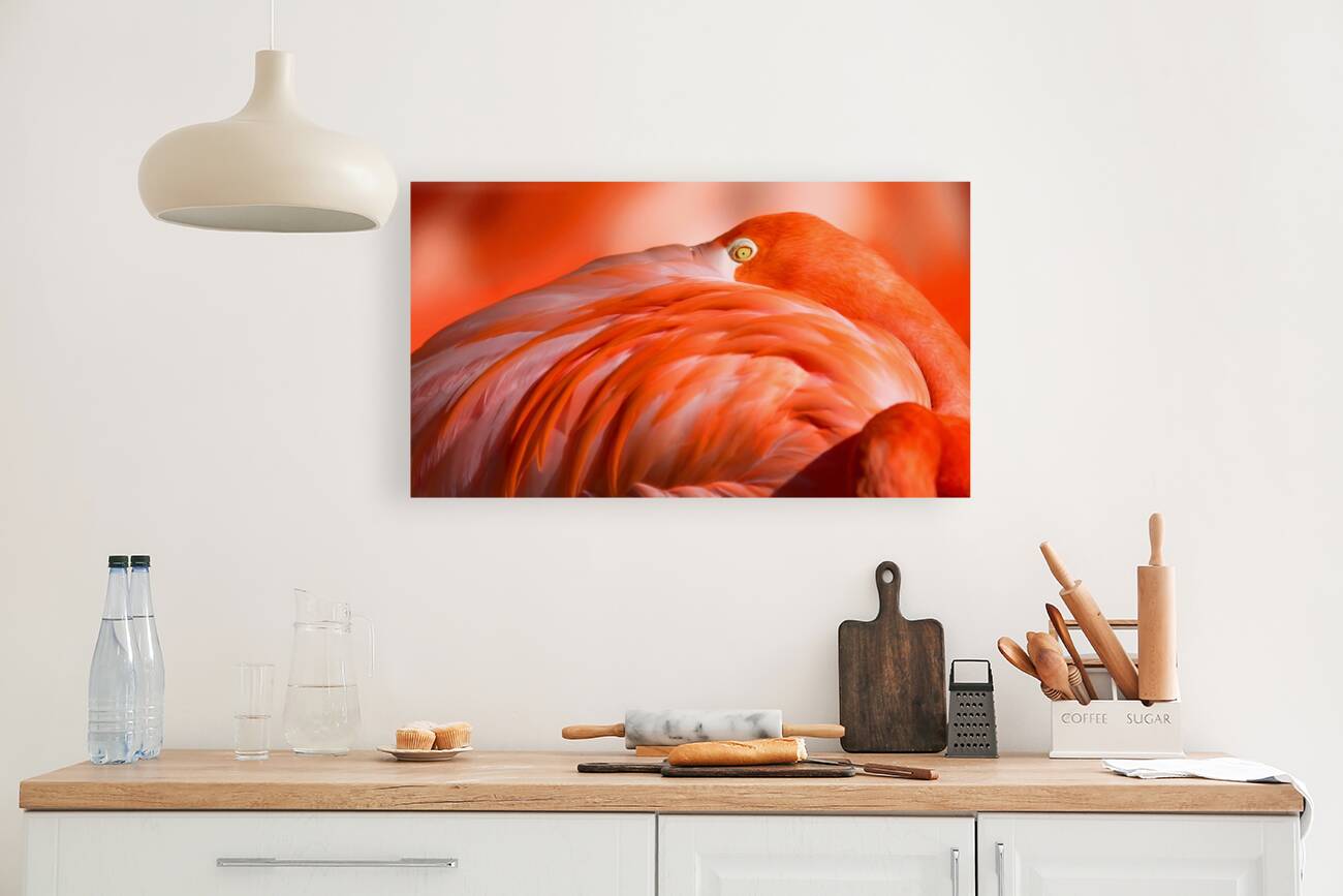 Flamingo Eye Reproduction