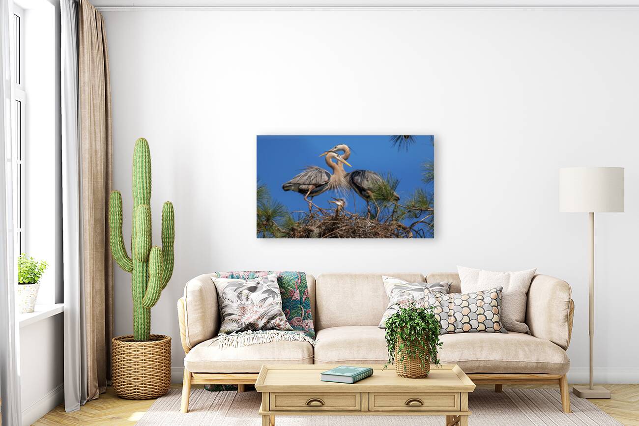 bird family Reproduction