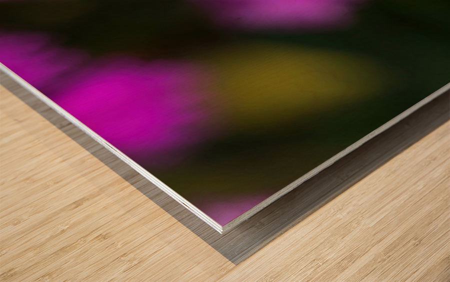 Rose Flowers Color Wood print